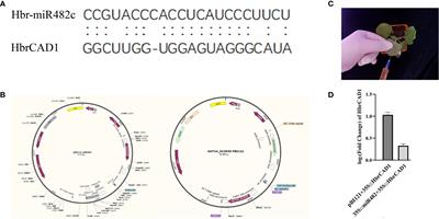 Multiomics studies with co-transformation reveal microRNAs via miRNA-TF-mRNA network participating in wood formation in Hevea brasiliensis